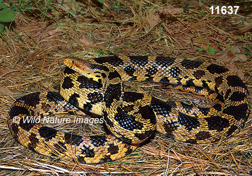Fox Snake (Elaphe vulpina)